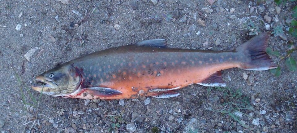 Alpine char, Arctic char