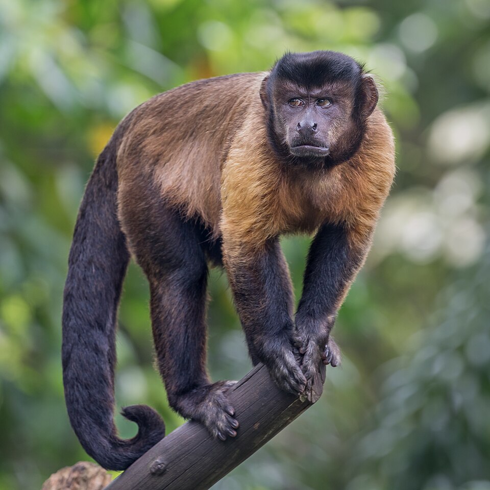 tufted capuchin