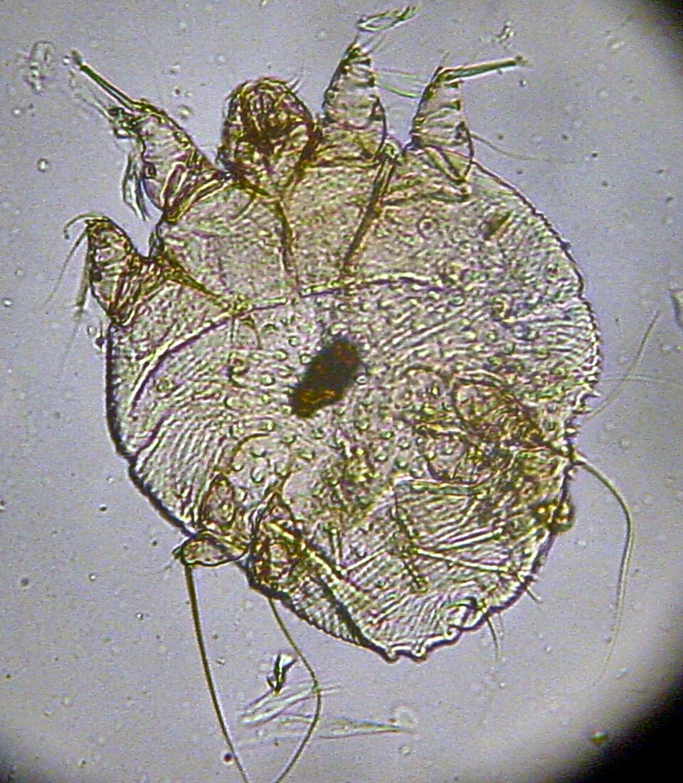 Itch Mite