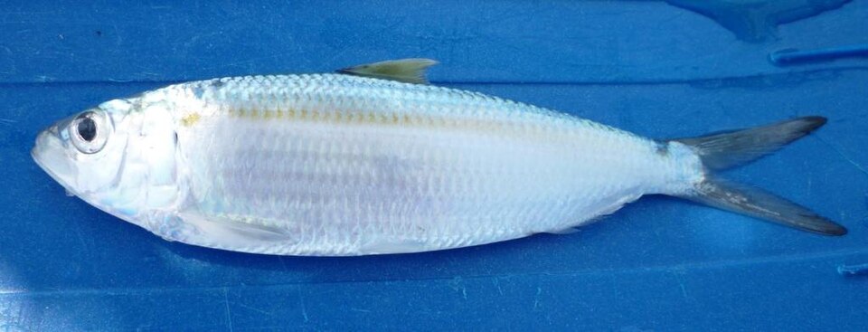 Madeiran sardinella