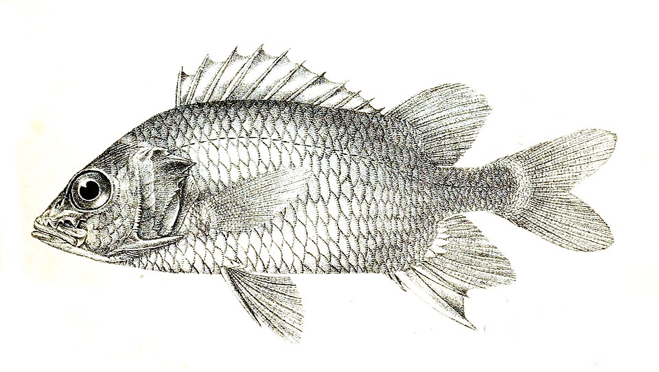 Whitetail Squirrelfish