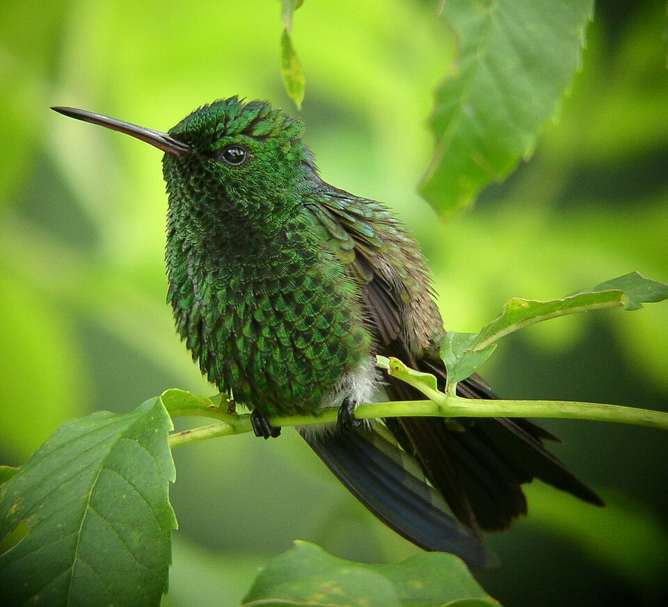 Copper-rumped Hummingbird