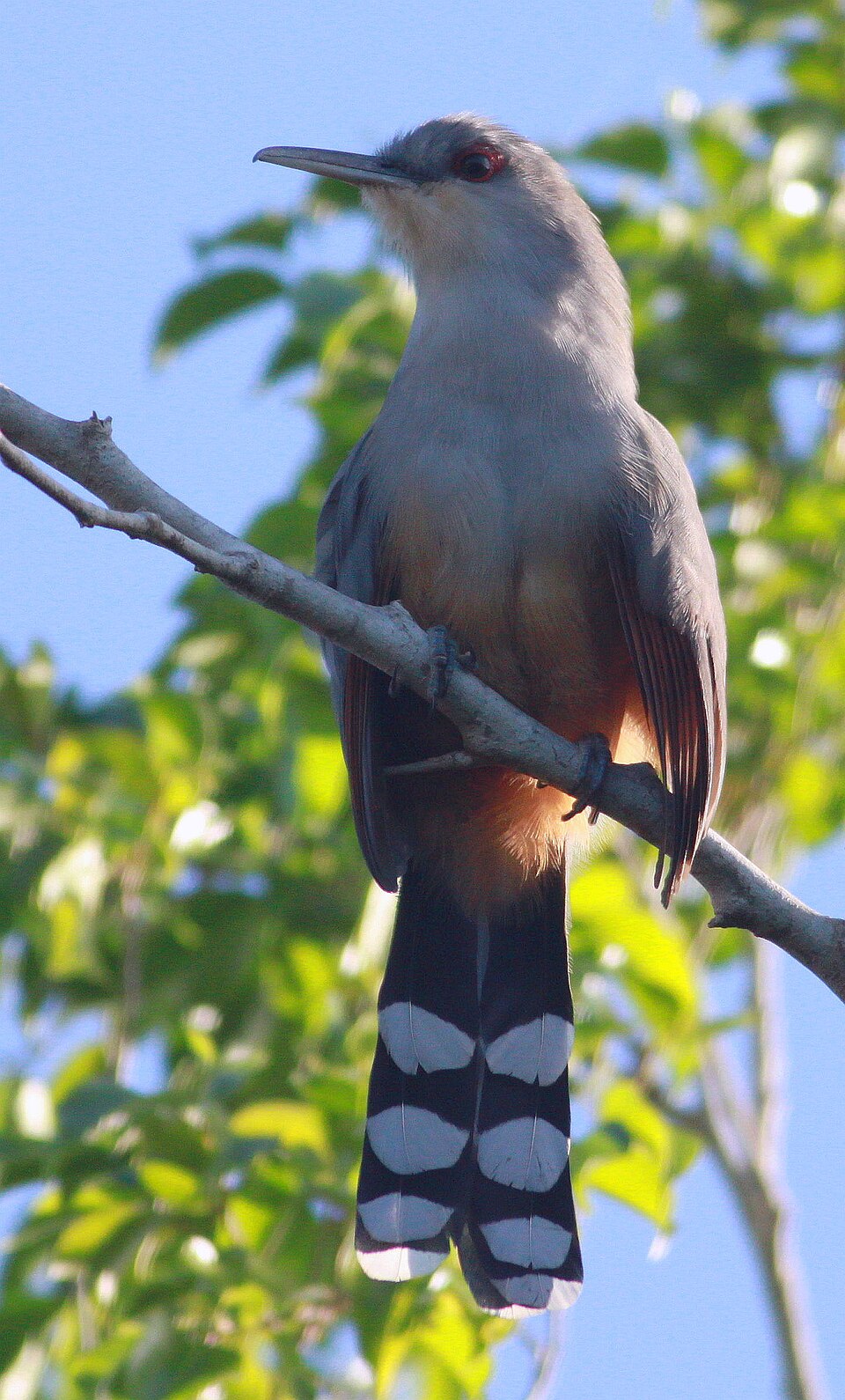 Hispaniolan lizard-cuckoo