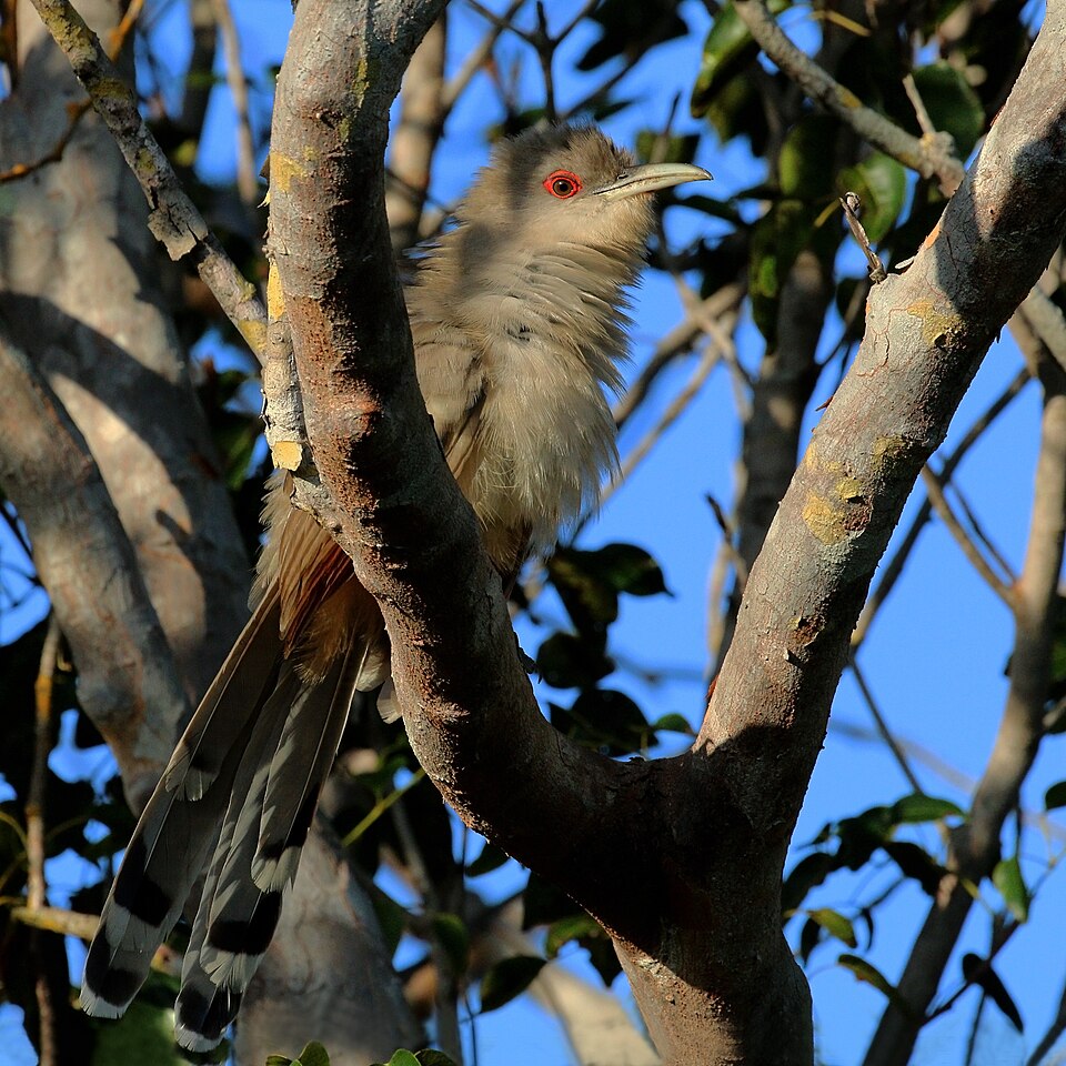 great lizard-cuckoo