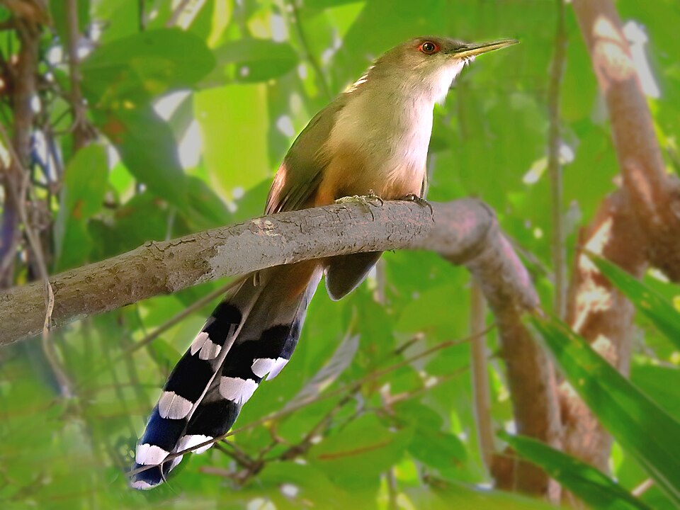 Puerto rican lizard-cuckoo