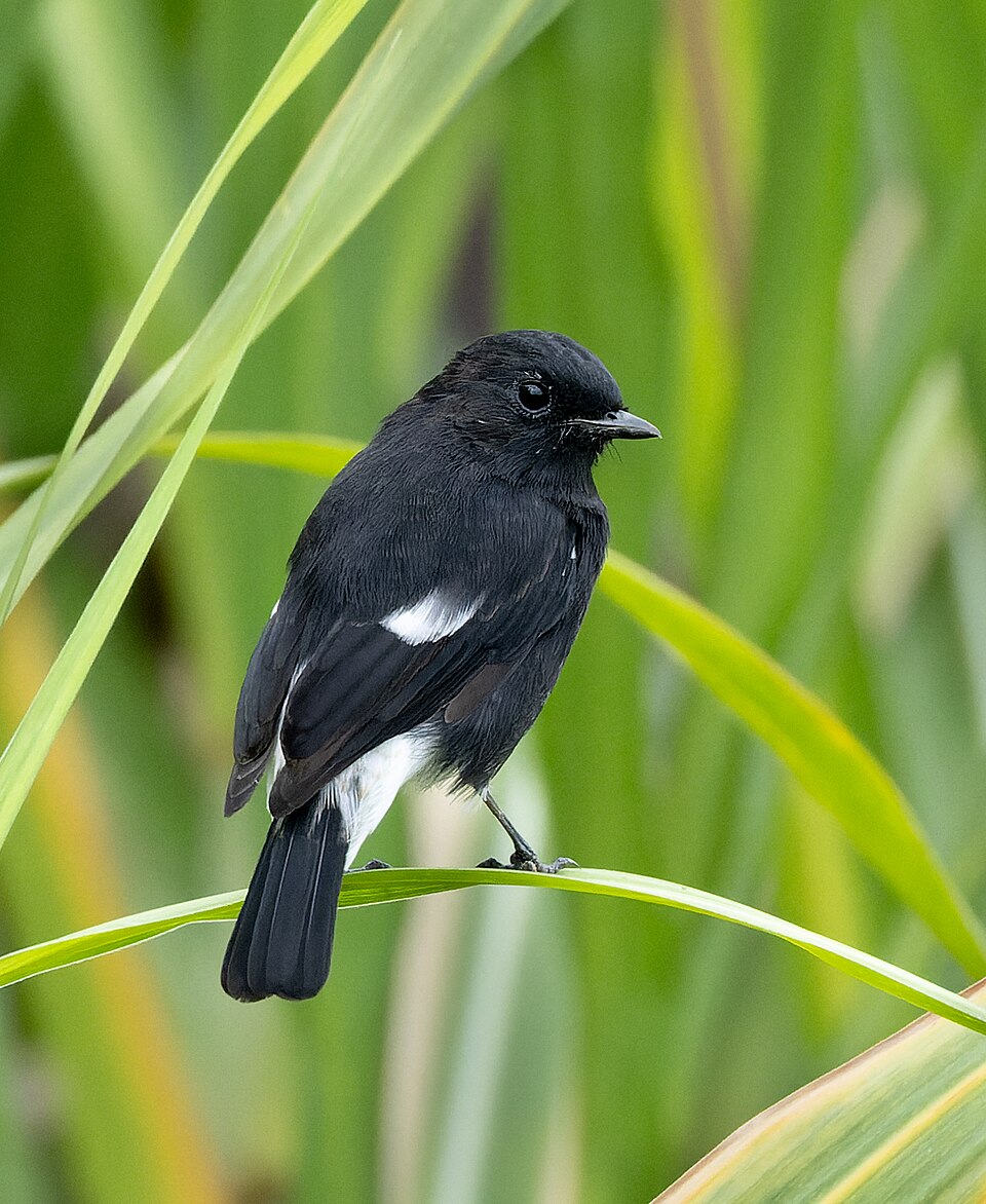Pied Bushchat
