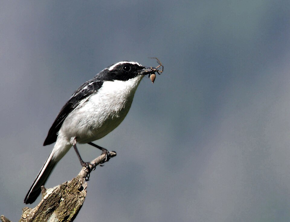 Gray Bushchat