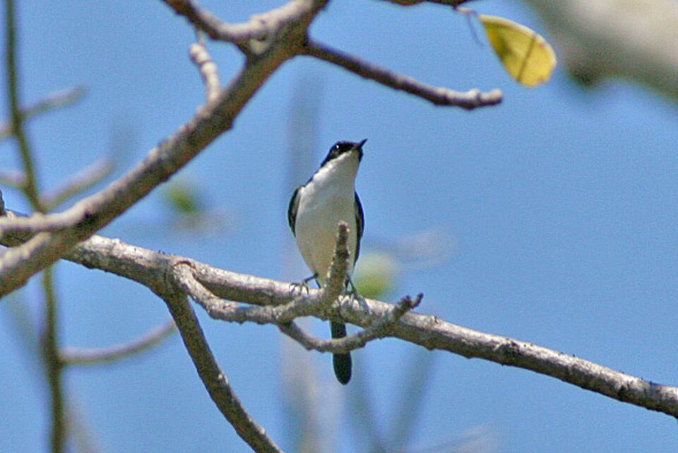 Timor Bushchat
