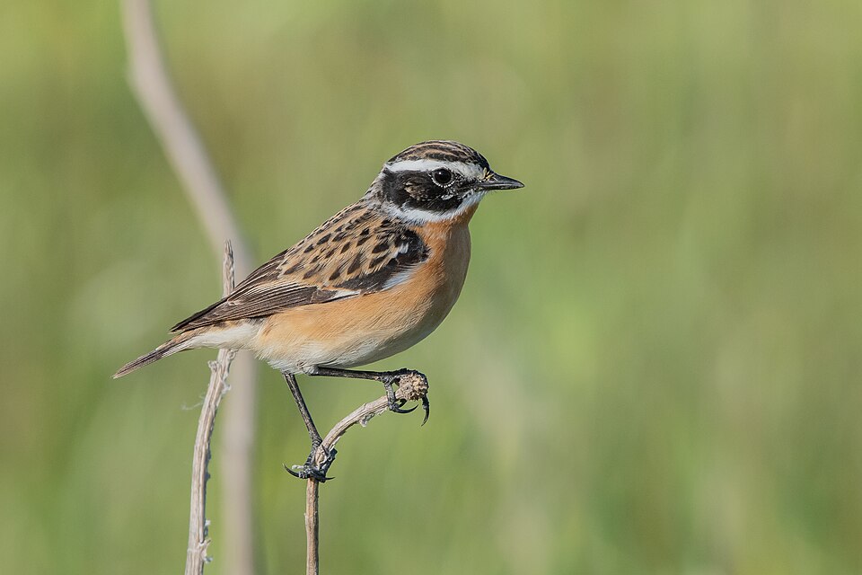Whinchat
