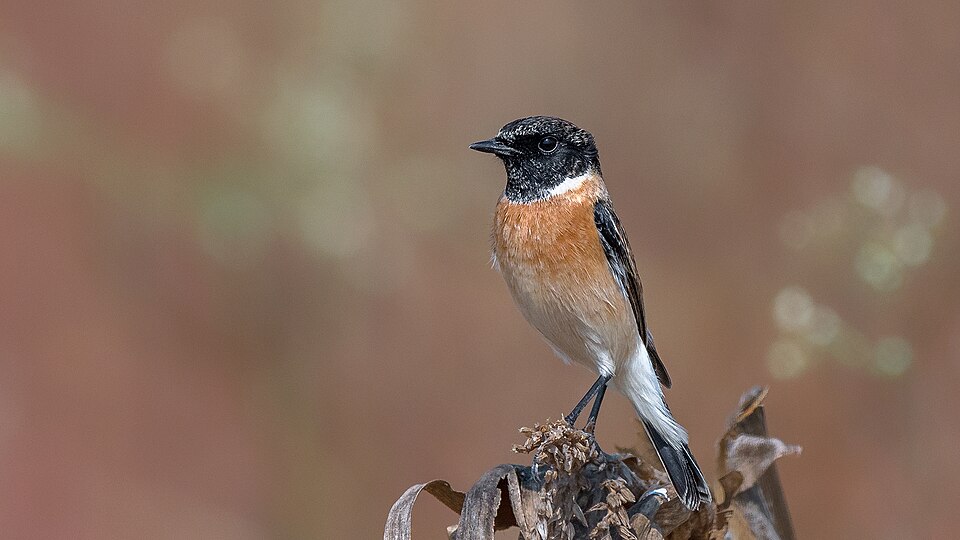 Amur Stonechat