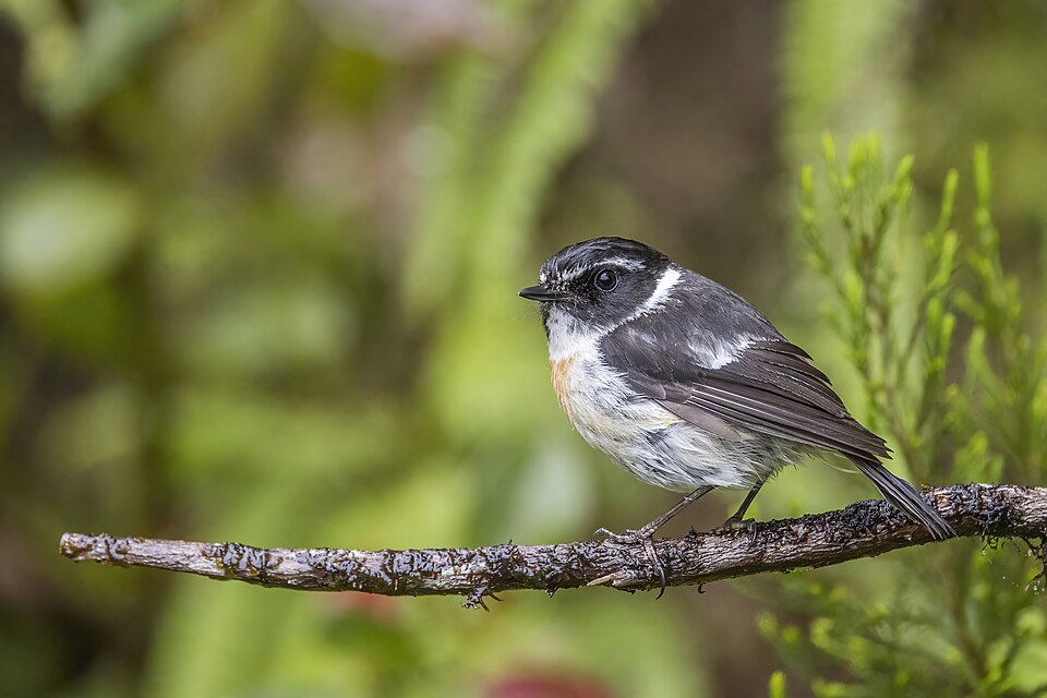 Reunion Stonechat