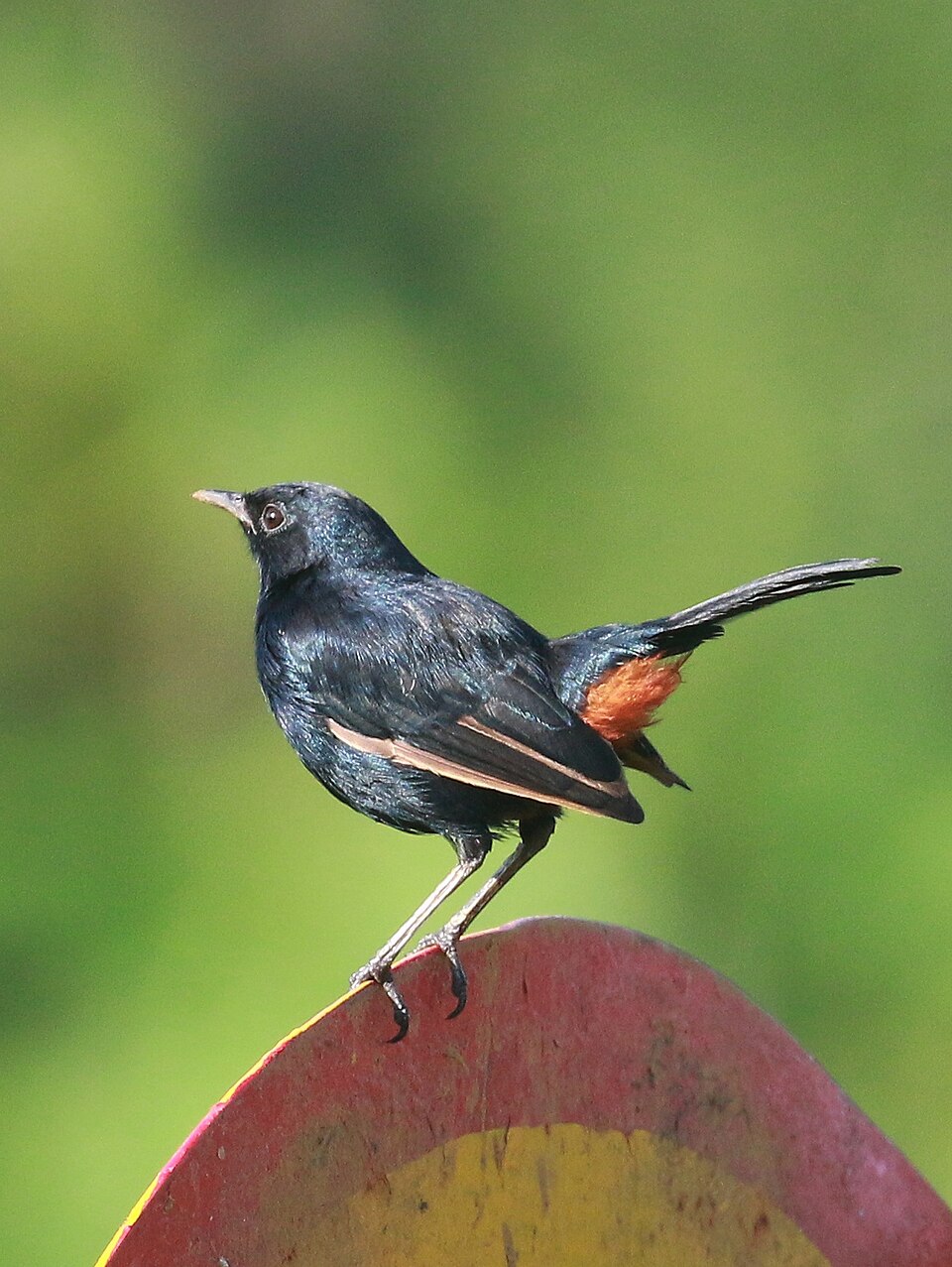 Saxicoloides fulicatus