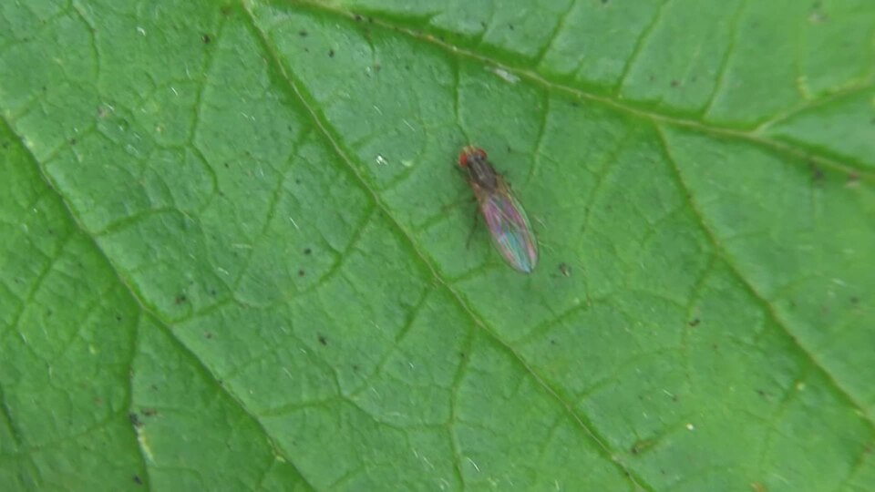 Pomace Fly