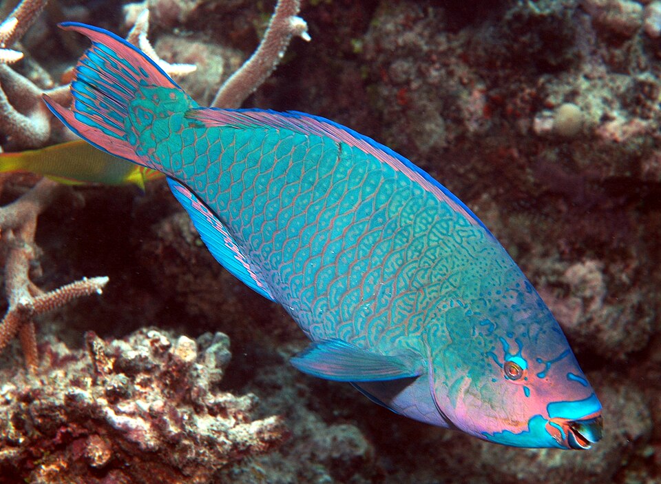 Filament-finned Parrotfish
