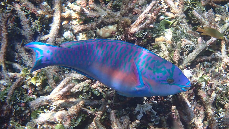 Chameleon Parrotfish