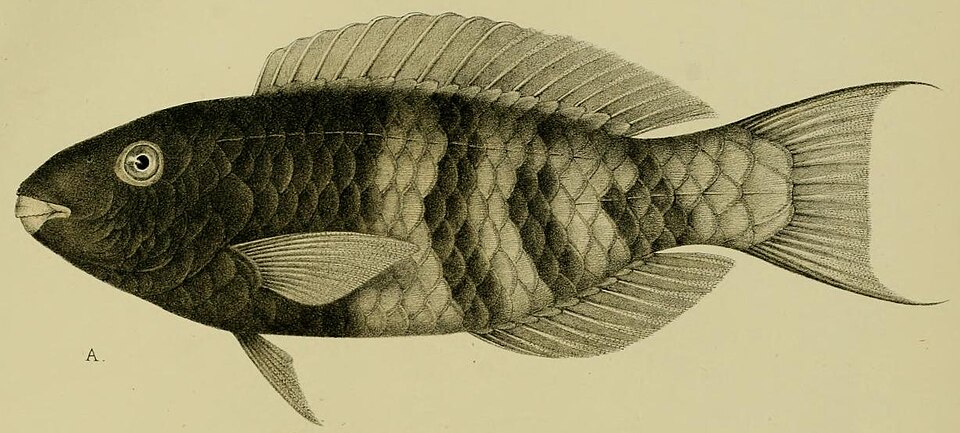 Blue-bridle Parrotfish