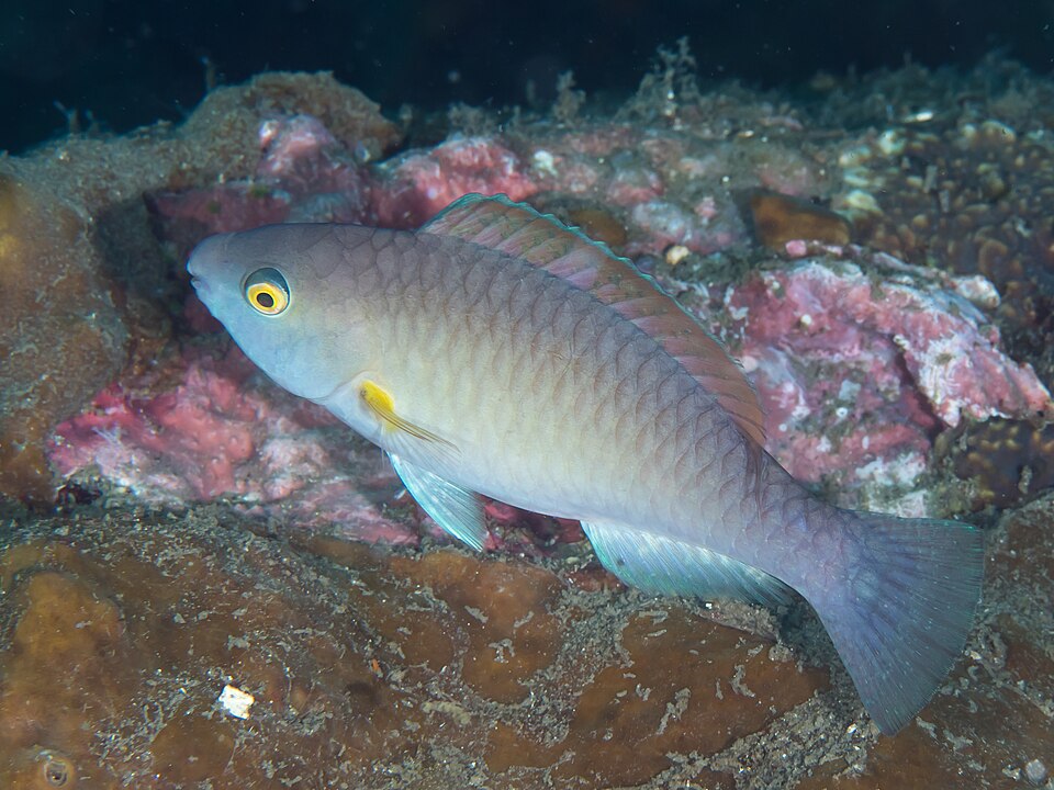 King Parrotfish