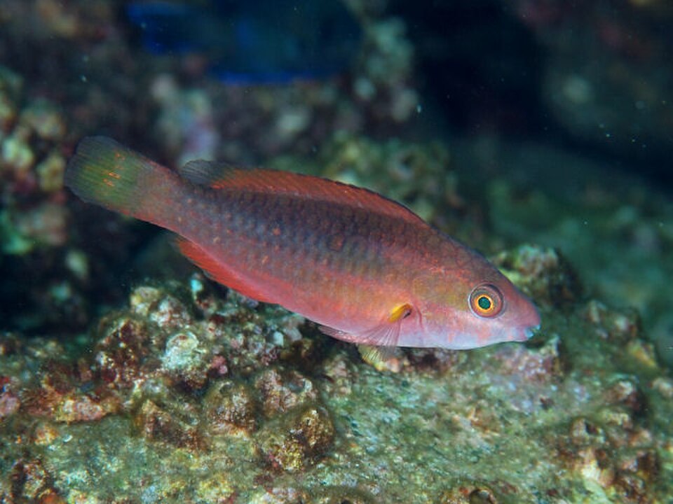 Forsten's parrotfish