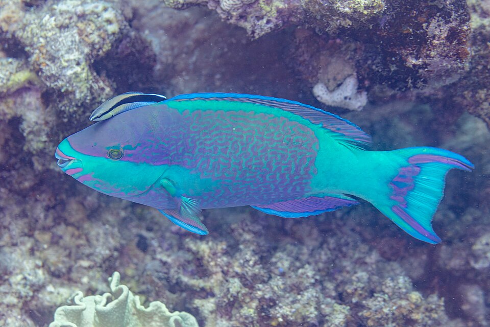 Birdled parrotfish