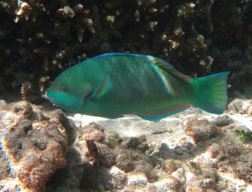 Globehead parrotfish