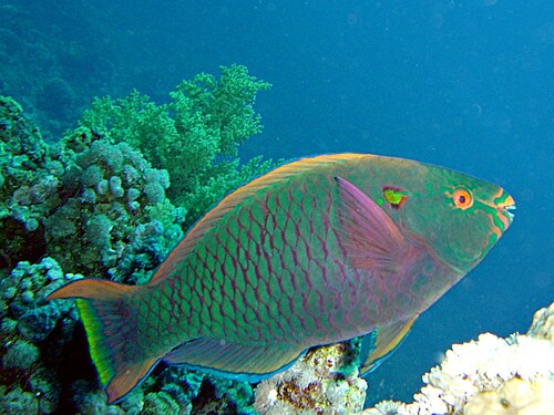 Swarthy Parrotfish