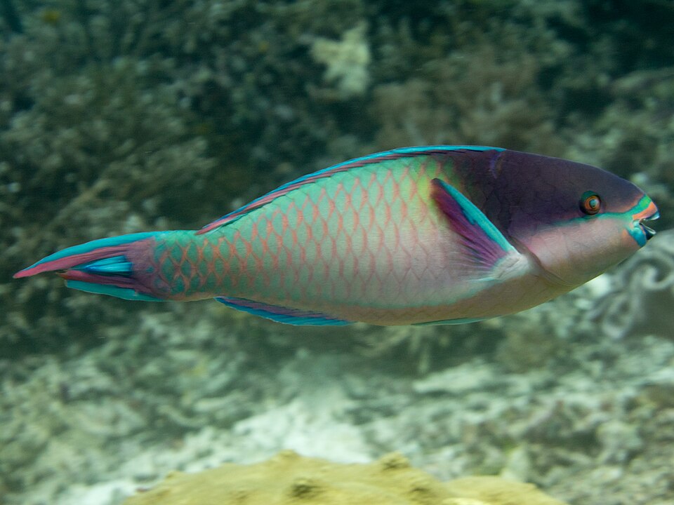 Egghead Parrotfish