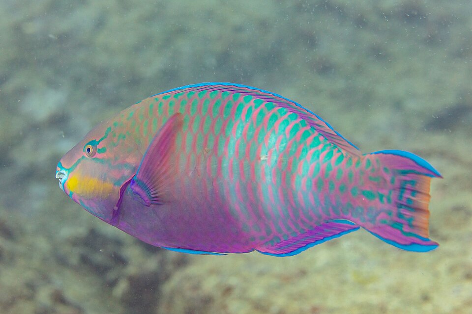 Palenose Parrotfish, Common parrotfish