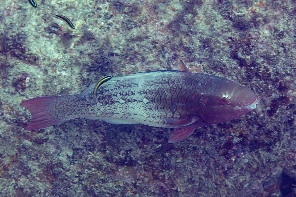 Ember parrotfish