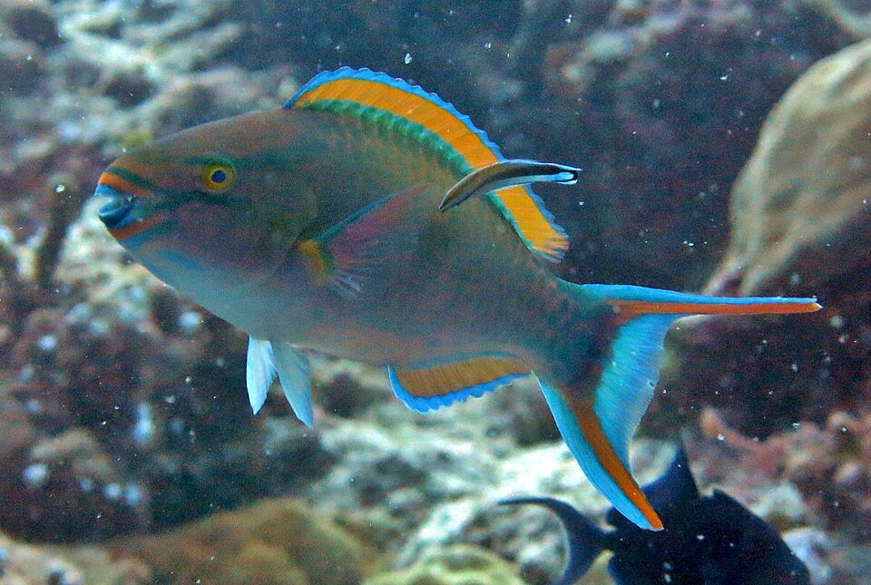 Tricolour parrotfish