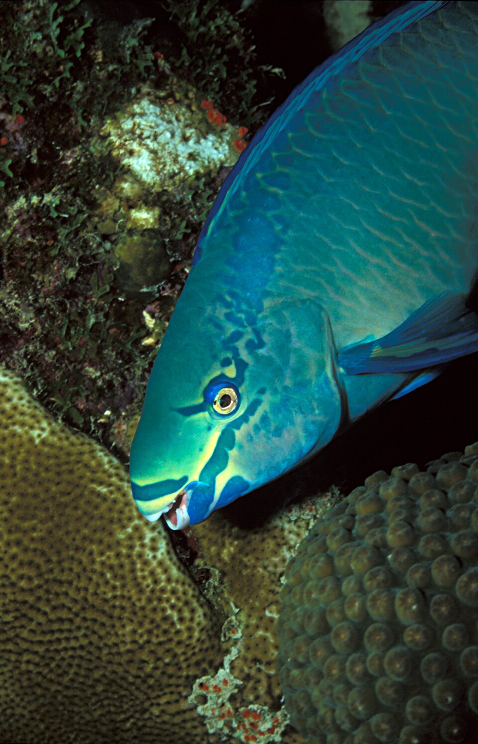 Queen parrotfish