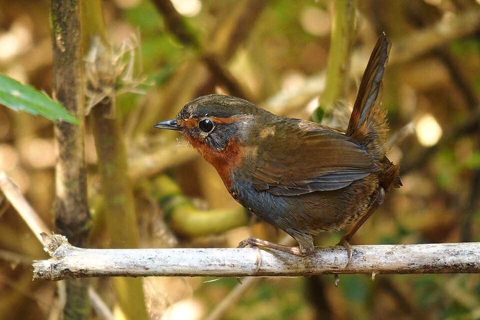 Chucao Tapaculo