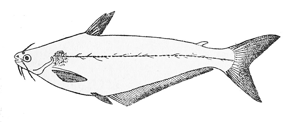 African Butter Catfish