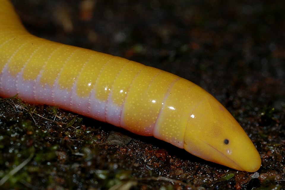 Aqua Ize Caecilian