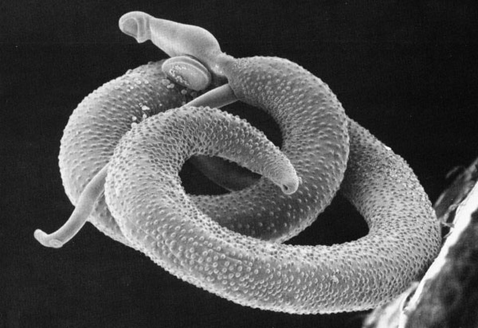 Agent of intestinal schistosomiasis