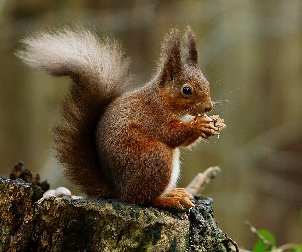 Eurasian red squirrel