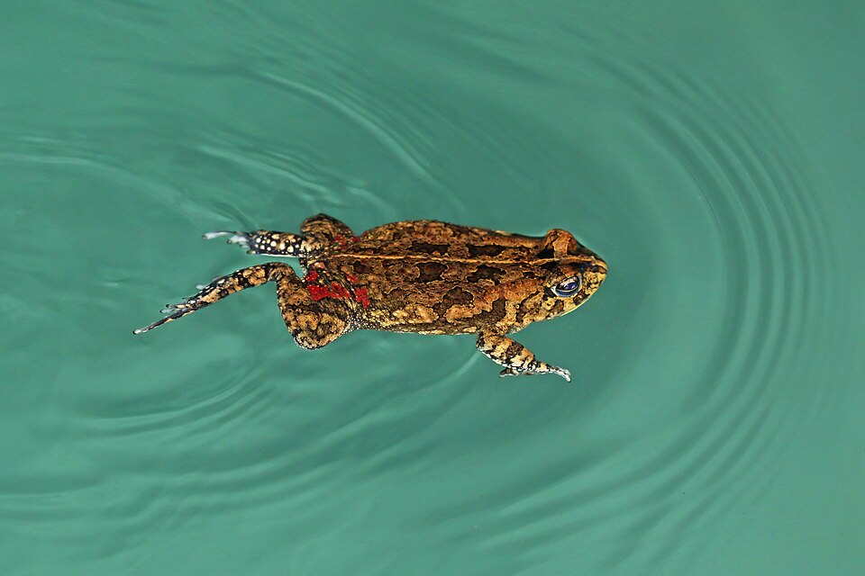 African common toad