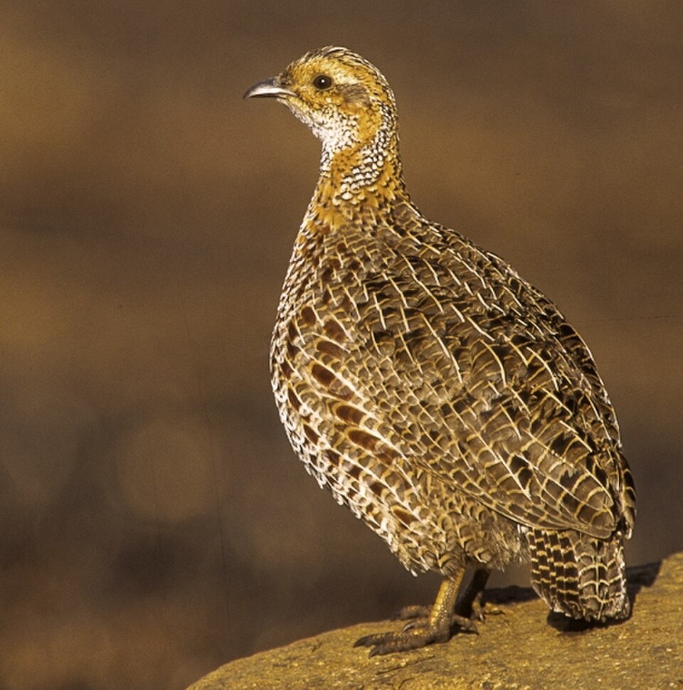Gray-winged Francolin