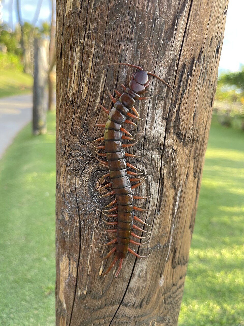 Vietnamese Giant Centipede