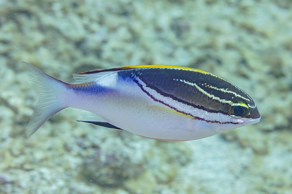 Two-lined monocle bream