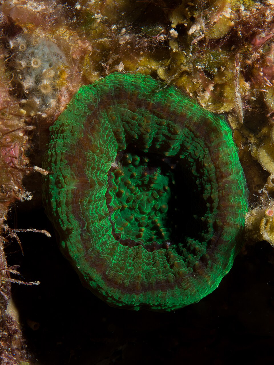 artichoke coral