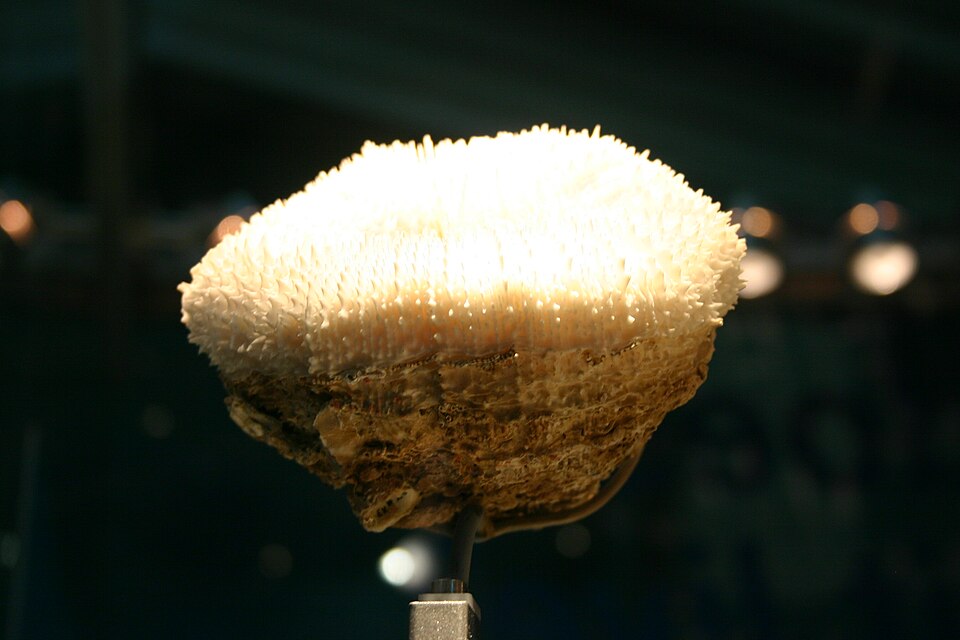 Atlantic mushroom coral