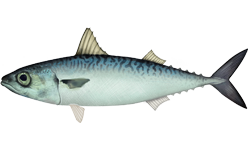 Chub mackerel, Spanish Mackerel