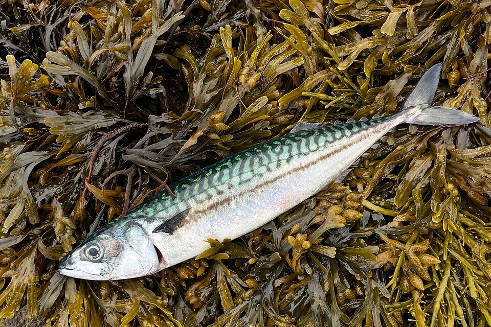 Atlantic mackerel, Mackerel