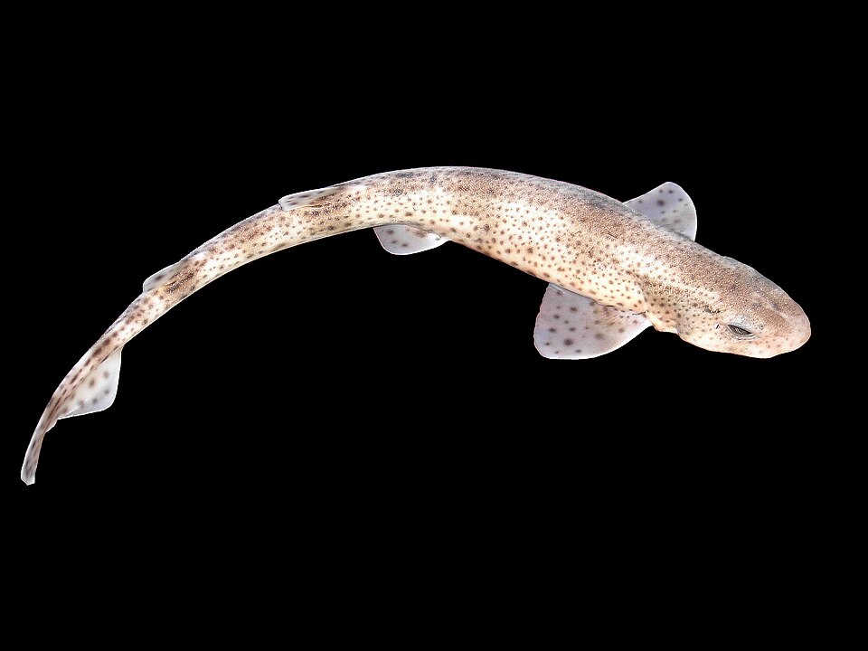 Smallspotted catshark