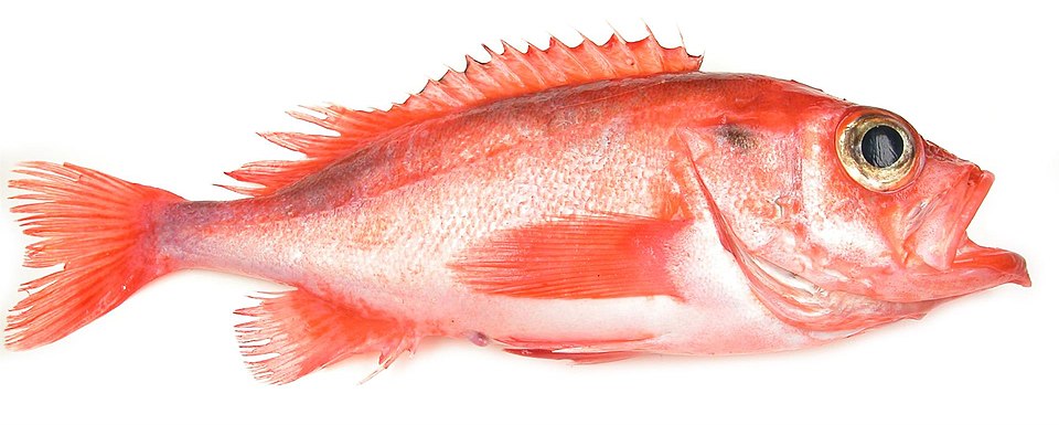 Deepwater Redfish