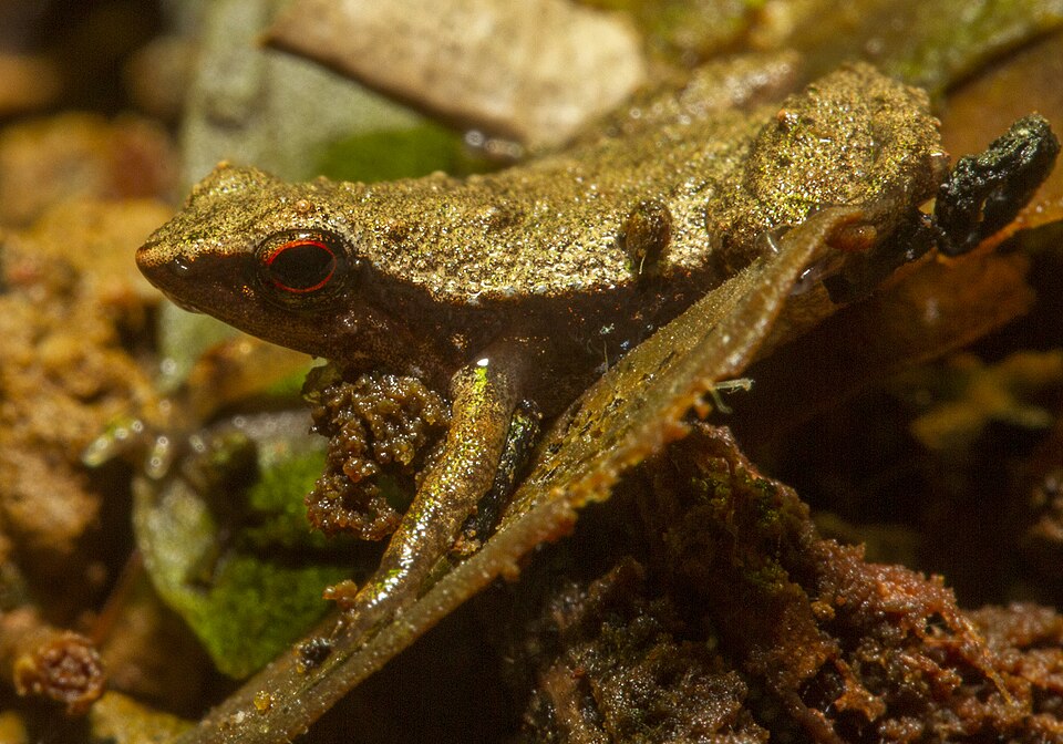 Gardiner's Seychelles Frog