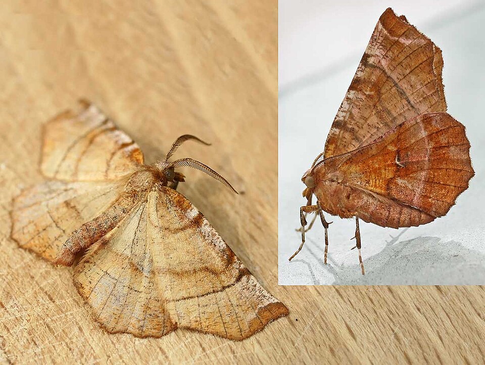 Early Thorn