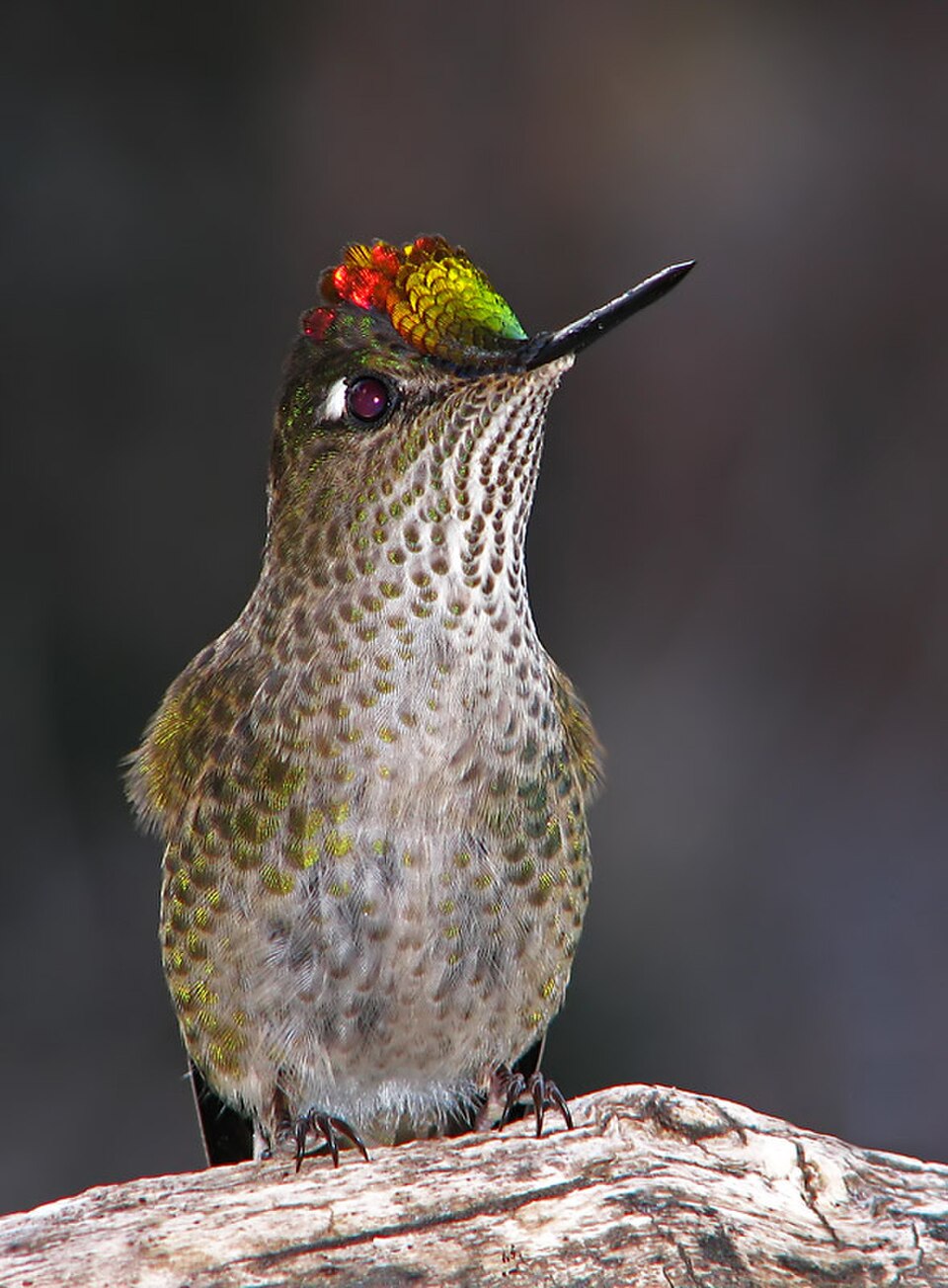 Green-backed Firecrown