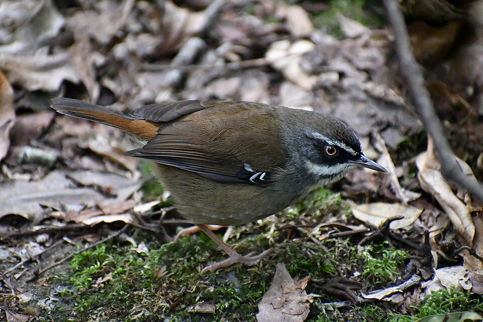White-browed Scrubwren