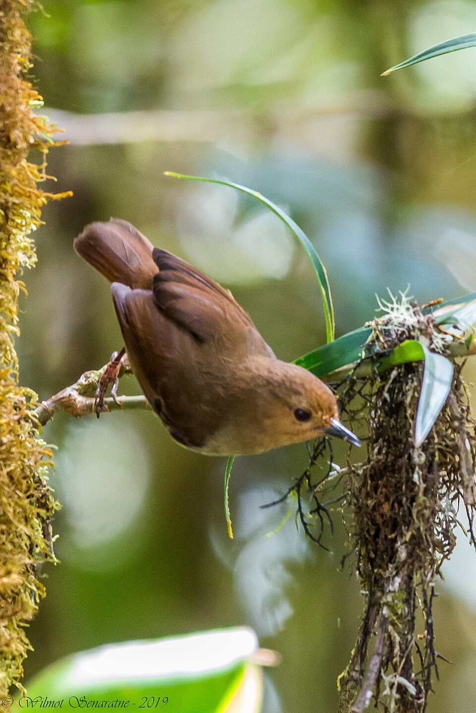 Large Scrubwren
